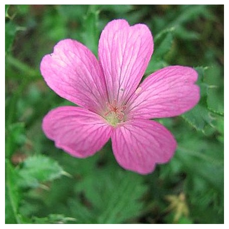 Geranium endressii 'Waregrave Pink'