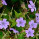 Geranium nodosum