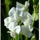 Lathyrus latifolius 'White Pearl'