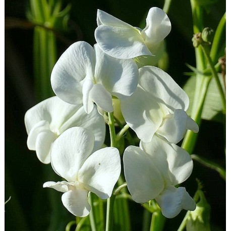 Lathyrus latifolius 'White Pearl'