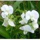 Lathyrus latifolius 'White Pearl'