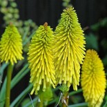 Kniphofia 'Dorset Sentry'