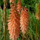 Kniphofia 'Timothy'