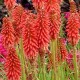 Kniphofia 'Red Hot Popsicle'