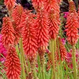 Kniphofia 'Red Hot Popsicle'