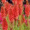 Kniphofia 'Red Hot Popsicle'