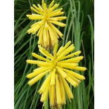 Kniphofia 'Moonstone'