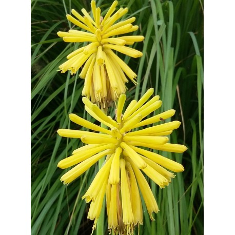 Kniphofia 'Moonstone'