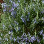 Rosemarinus officinalis 'Prostrata'