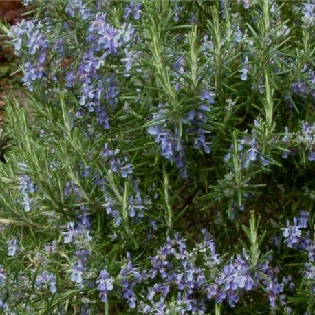 Rosemarinus officinalis 'Prostrata'