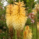 Kniphofia 'Towny King'