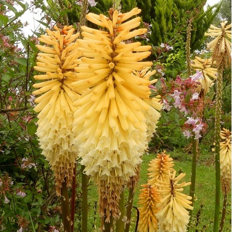 Kniphofia 'Towny King'