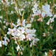 Gaura lindheimeri 'Snowstorm'