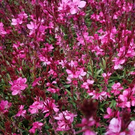 Gaura lindheimeri 'Pink Dwarf'