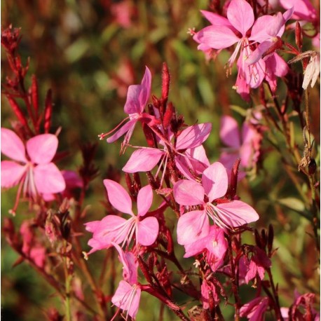 Gaura lindheimeri 'Siskiyou Pink'