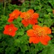 Geum coccineum 'Borisii'