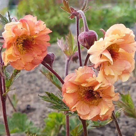 Geum rivale 'Mai Tai'