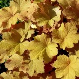 Heuchera 'Caramel'