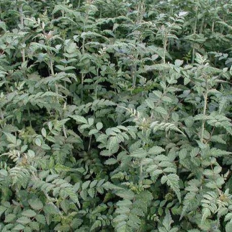 Rubus thibetanum