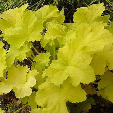 Heuchera 'Citronella'