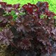 Heuchera micrantha 'Palace Purple'