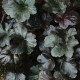 Heuchera 'Obsidian'