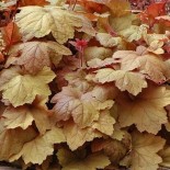 Heuchera 'Southern Comfort'