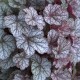 Heuchera 'Silver Scrolls'