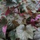 Heuchera micrantha 'Rachel'