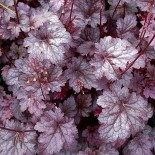 Heuchera 'Plum Pudding'