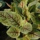 Rumex sanguineus