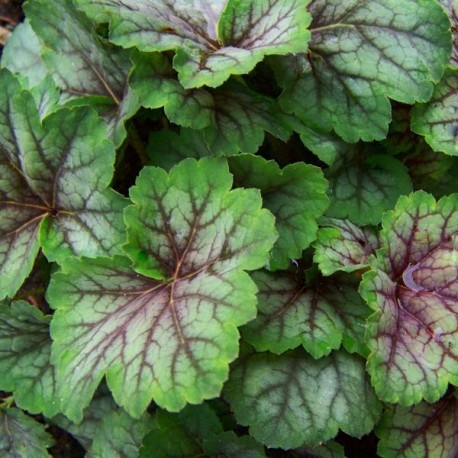 Heuchera 'Green Spice'