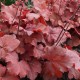 Heuchera 'Cherry Cola'