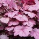 Heuchera 'Grape Soda'