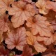 Heuchera 'Paprika'