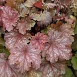 Heuchera 'Cinamon Glaze'