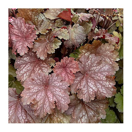 Heuchera 'Cinamon Glaze'