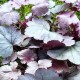 Heuchera 'Silver Gumdrop'