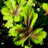 Heucherella 'Art Nouveau'