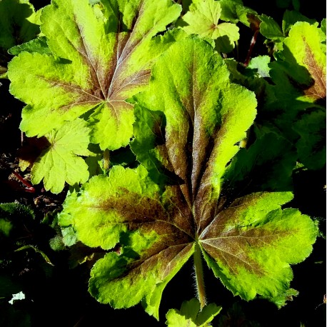 Heucherella 'Art Nouveau'