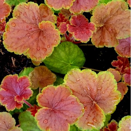 Heuchera 'Delta Dawn'