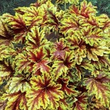 Heucherella 'Golden Zebra'