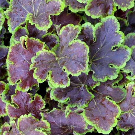 Heucherella 'Solar Eclipse'