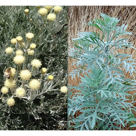 Senecio leucostachys 'Vira Vira'