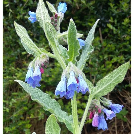 Symphytum caucasicum 'Azureum'