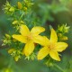 Hypericum perforatum