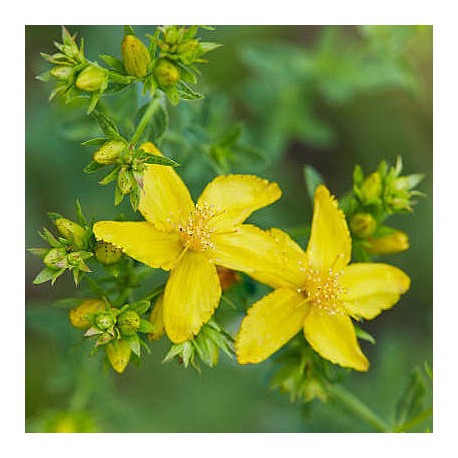 Hypericum perforatum