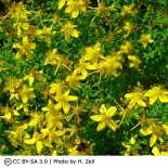 Hypericum balearicum