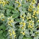 Lamium galeobdolon 'Herman's Pride'