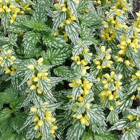 Lamium galeobdolon 'Herman's Pride'